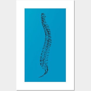 Spine anatomy Posters and Art